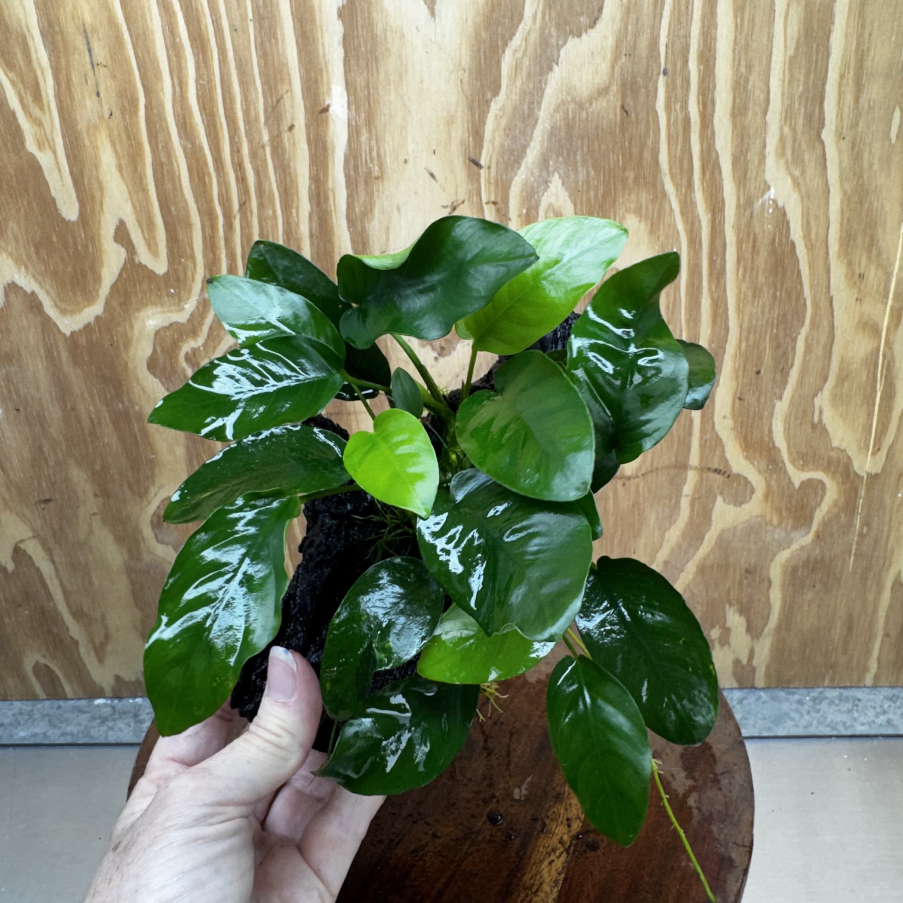 Pisces Enterprises One Only Anubias ‘Nana' on Medium Driftwood Creation - One Only - Fancy Anubias Nana on Medium Driftwood - ONE ONLY - Scapeshop Australia