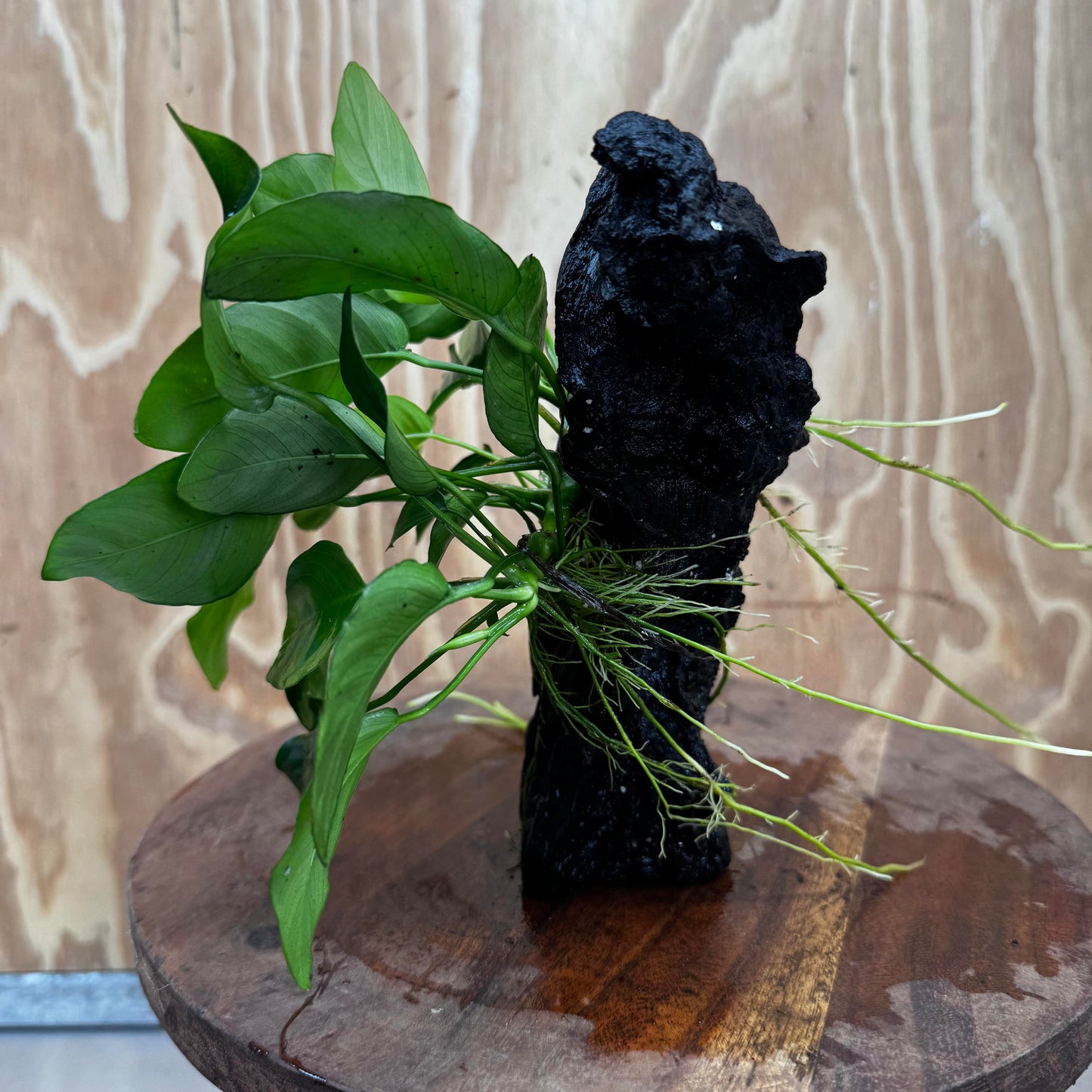 Pisces Enterprises One Only Anubias ‘Nana' on Medium Driftwood Creation - One Only - Fancy Anubias Nana on Medium Driftwood - ONE ONLY - Scapeshop Australia