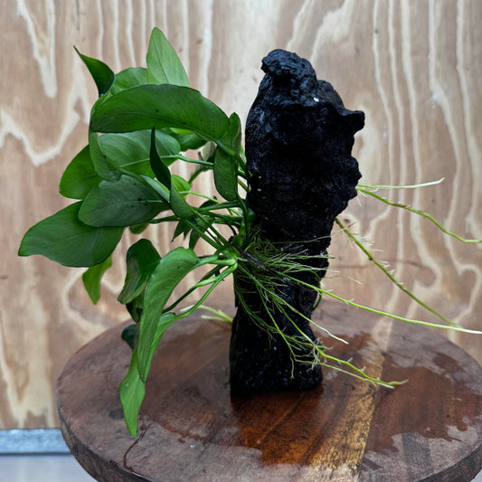 Pisces Enterprises One Only Anubias ‘Nana' on Medium Driftwood Creation - One Only - Fancy Anubias Nana on Medium Driftwood - ONE ONLY - Scapeshop Australia