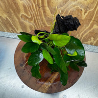 Pisces Enterprises One Only Anubias ‘Nana' on Medium Driftwood Creation - One Only - Fancy Anubias Nana on Medium Driftwood - ONE ONLY - Scapeshop Australia