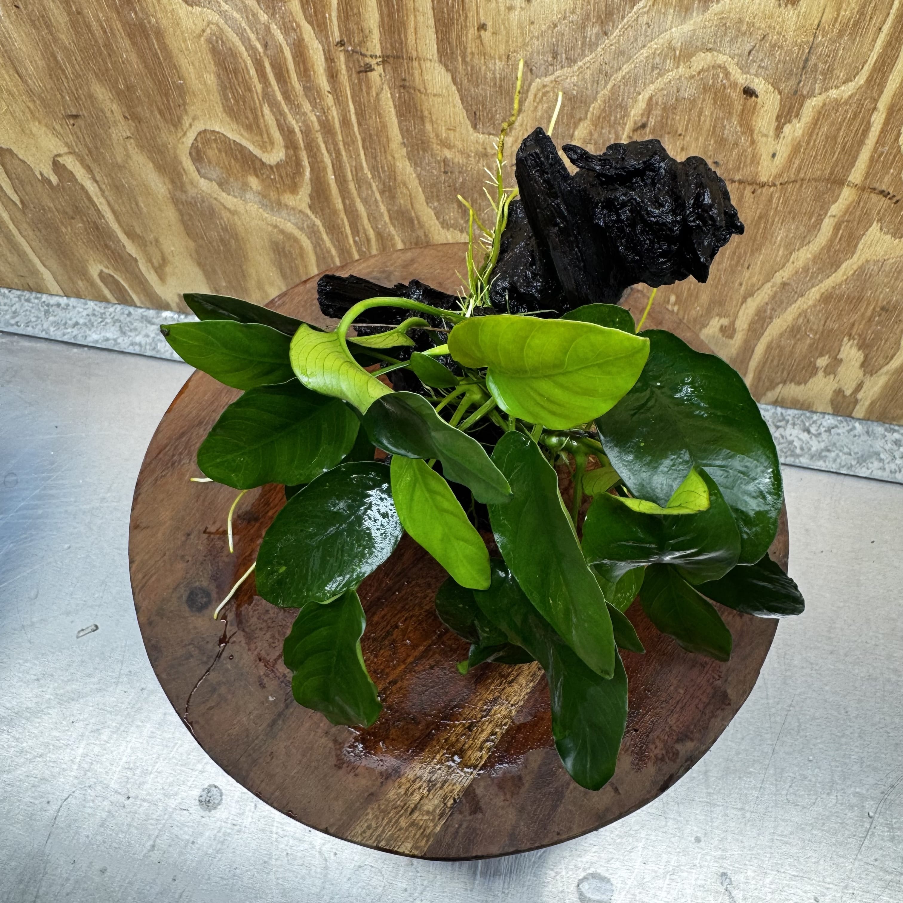Pisces Enterprises One Only Anubias ‘Nana' on Medium Driftwood Creation - One Only - Fancy Anubias Nana on Medium Driftwood - ONE ONLY - Scapeshop Australia