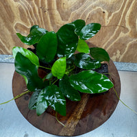 Pisces Enterprises One Only Anubias ‘Nana' on Medium Driftwood Creation - One Only - Fancy Anubias Nana on Medium Driftwood - ONE ONLY - Scapeshop Australia