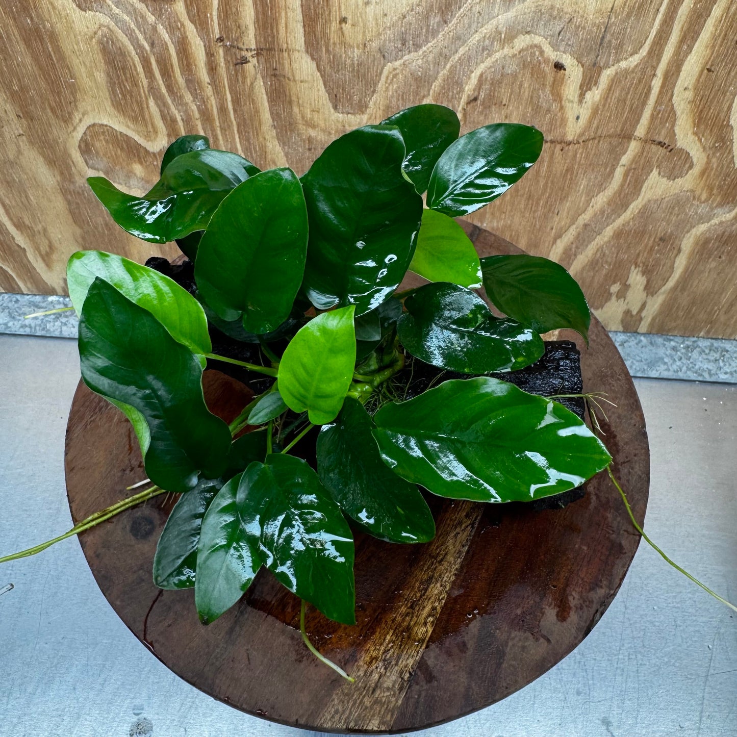 Pisces Enterprises One Only Anubias ‘Nana' on Medium Driftwood Creation - One Only - Fancy Anubias Nana on Medium Driftwood - ONE ONLY - Scapeshop Australia