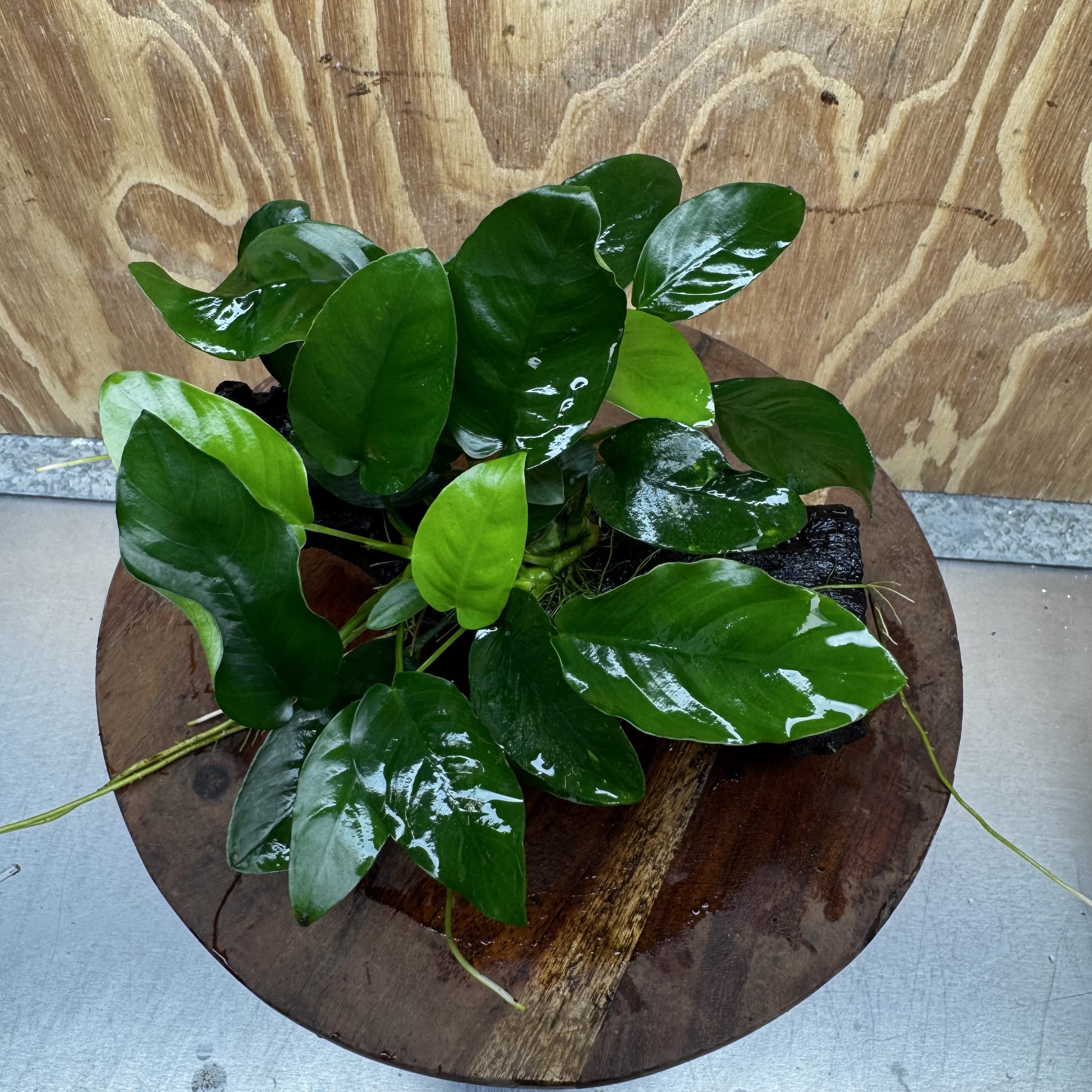 Pisces Enterprises One Only Anubias ‘Nana' on Medium Driftwood Creation - One Only - Fancy Anubias Nana on Medium Driftwood - ONE ONLY - Scapeshop Australia
