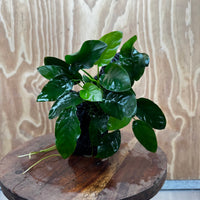 Pisces Enterprises One Only Anubias ‘Nana' on Medium Driftwood Creation - One Only - Fancy Anubias Nana on Medium Driftwood - ONE ONLY - Scapeshop Australia
