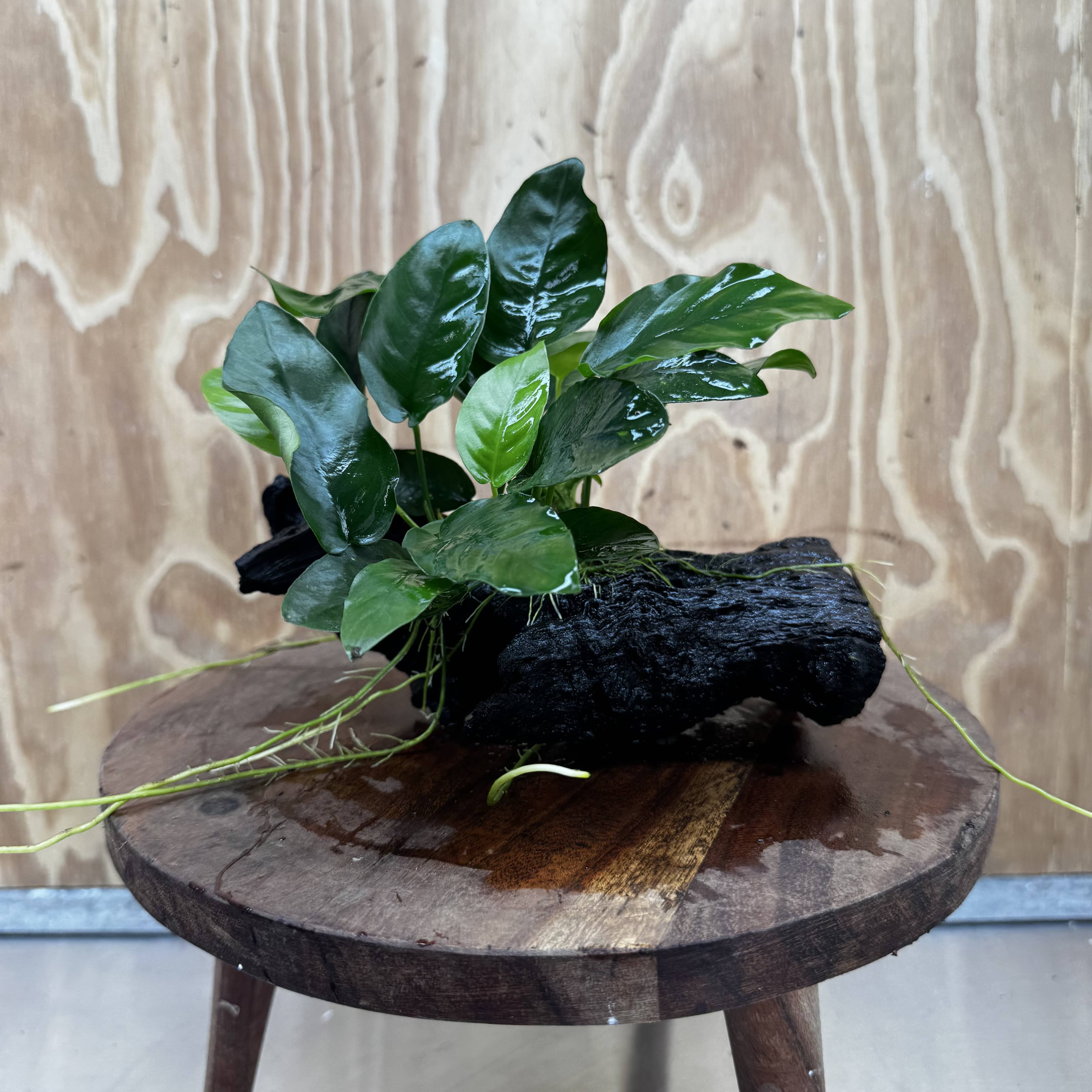 Pisces Enterprises One Only Anubias ‘Nana' on Medium Driftwood Creation - One Only - Fancy Anubias Nana on Medium Driftwood - ONE ONLY - Scapeshop Australia