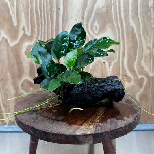 Pisces Enterprises One Only Anubias ‘Nana' on Medium Driftwood Creation - One Only - Fancy Anubias Nana on Medium Driftwood - ONE ONLY - Scapeshop Australia