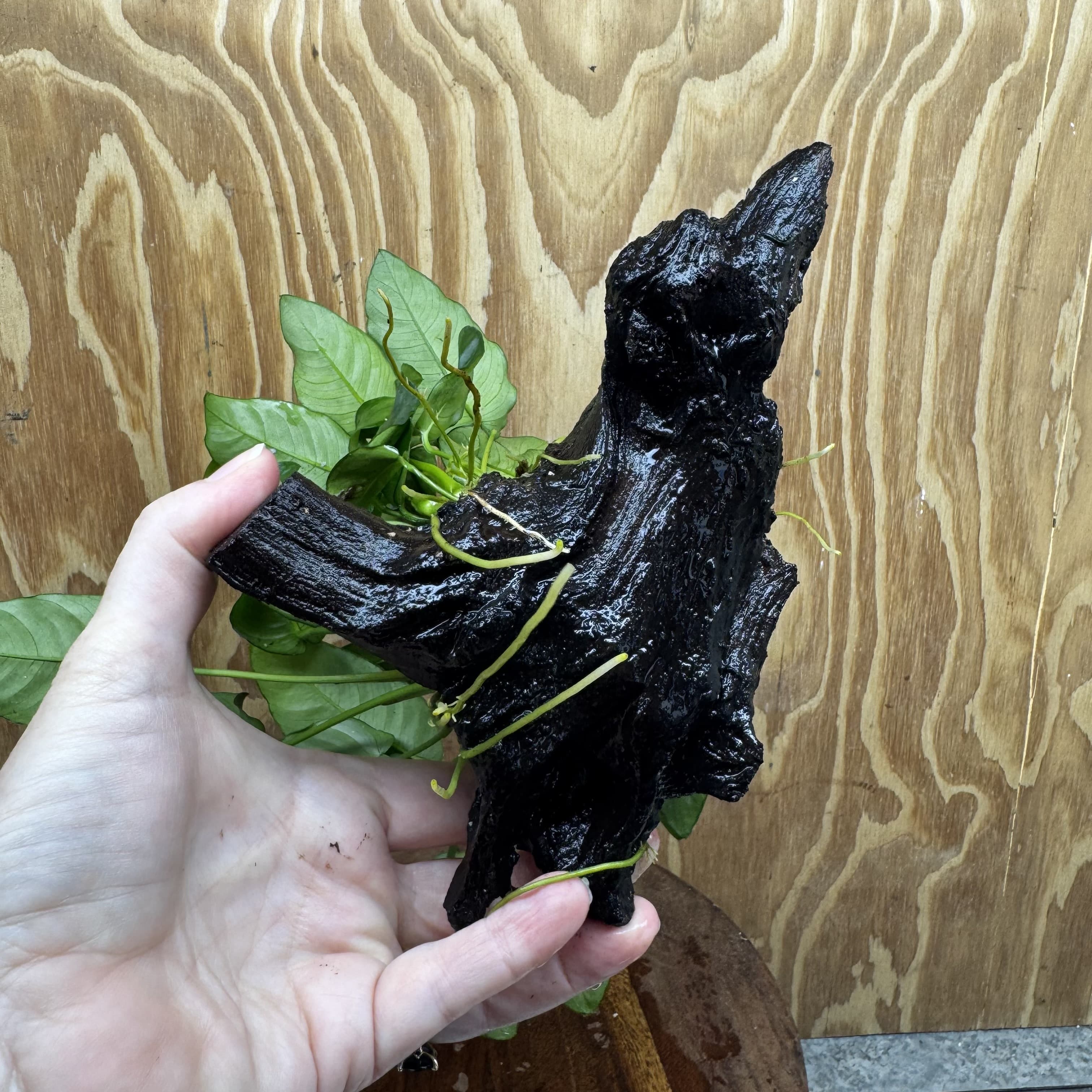 Pisces Enterprises One Only Anubias ‘Nana' on Medium Driftwood Creation - One Only - Fancy Anubias Nana on Medium Driftwood - ONE ONLY - Scapeshop Australia