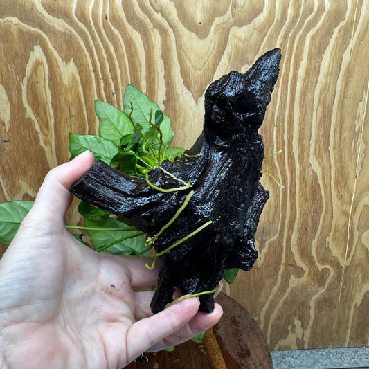 Pisces Enterprises One Only Anubias ‘Nana' on Medium Driftwood Creation - One Only - Fancy Anubias Nana on Medium Driftwood - ONE ONLY - Scapeshop Australia