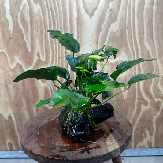 Pisces Enterprises One Only Anubias ‘Nana' on Medium Driftwood Creation - One Only - Fancy Anubias Nana on Medium Driftwood - ONE ONLY - Scapeshop Australia