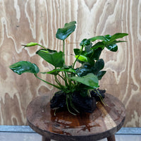 Pisces Enterprises One Only Anubias ‘Nana' on Medium Driftwood Creation - One Only - Fancy Anubias Nana on Medium Driftwood - ONE ONLY - Scapeshop Australia
