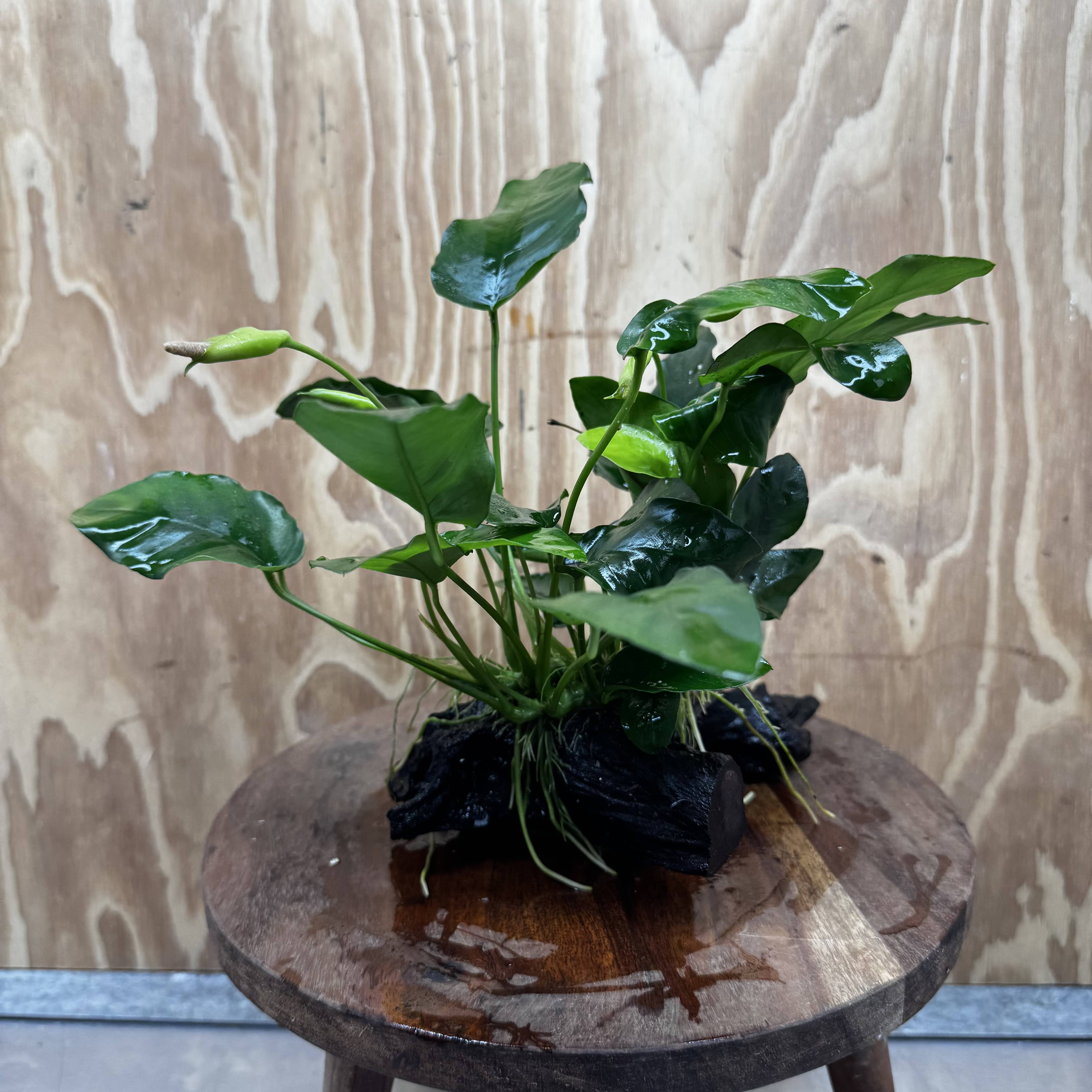 Pisces Enterprises One Only Anubias ‘Nana' on Medium Driftwood Creation - One Only - Fancy Anubias Nana on Medium Driftwood - ONE ONLY - Scapeshop Australia