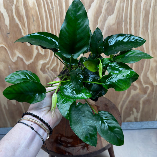 Pisces Enterprises One Only Anubias ‘Nana' on Medium Driftwood Creation - One Only - Fancy Anubias Nana on Medium Driftwood - ONE ONLY - Scapeshop Australia