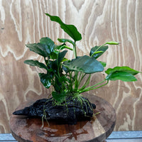 Pisces Enterprises One Only Anubias ‘Nana' on Medium Driftwood Creation - One Only - Fancy Anubias Nana on Medium Driftwood - ONE ONLY - Scapeshop Australia