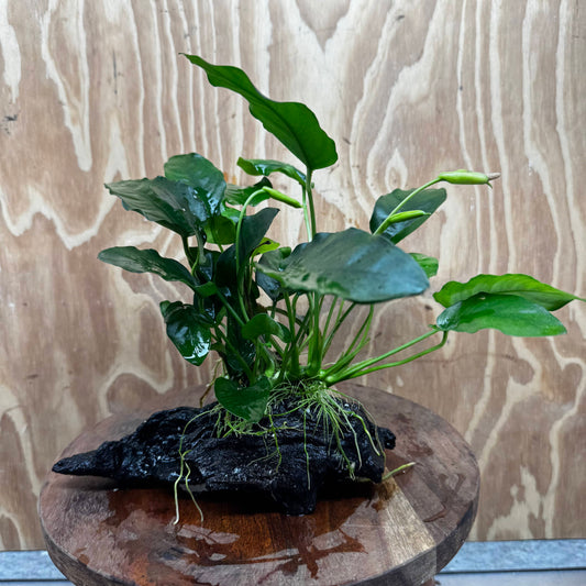 Pisces Enterprises One Only Anubias ‘Nana' on Medium Driftwood Creation - One Only - Fancy Anubias Nana on Medium Driftwood - ONE ONLY - Scapeshop Australia
