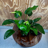 Pisces Enterprises One Only Anubias ‘Nana' on Medium Driftwood Creation - One Only - Fancy Anubias Nana on Medium Driftwood - ONE ONLY - Scapeshop Australia