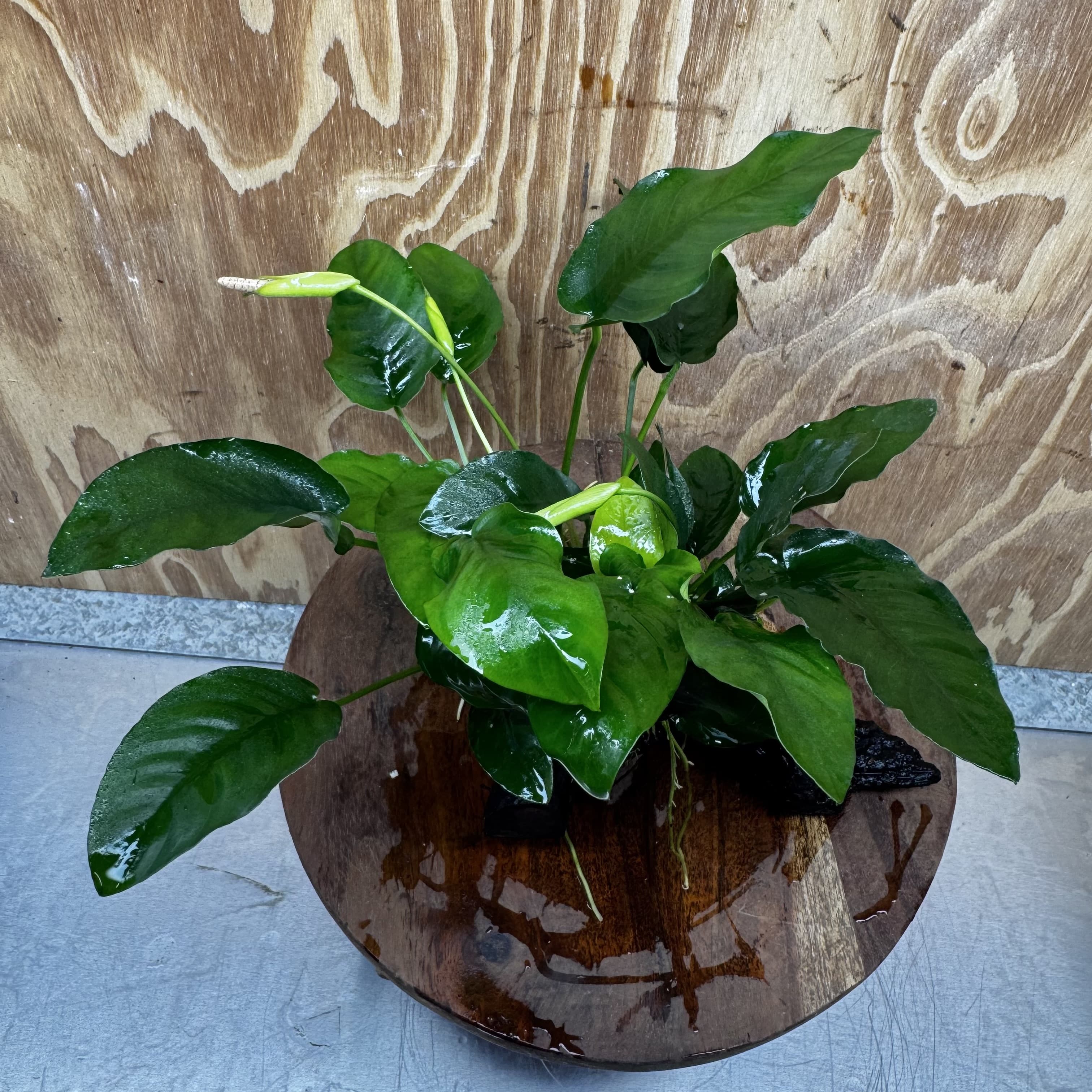 Pisces Enterprises One Only Anubias ‘Nana' on Medium Driftwood Creation - One Only - Fancy Anubias Nana on Medium Driftwood - ONE ONLY - Scapeshop Australia