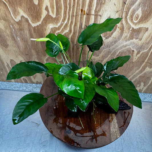 Pisces Enterprises One Only Anubias ‘Nana' on Medium Driftwood Creation - One Only - Fancy Anubias Nana on Medium Driftwood - ONE ONLY - Scapeshop Australia