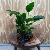 Pisces Enterprises One Only Anubias ‘Nana' on Medium Driftwood Creation - One Only - Fancy Anubias Nana on Medium Driftwood - ONE ONLY - Scapeshop Australia