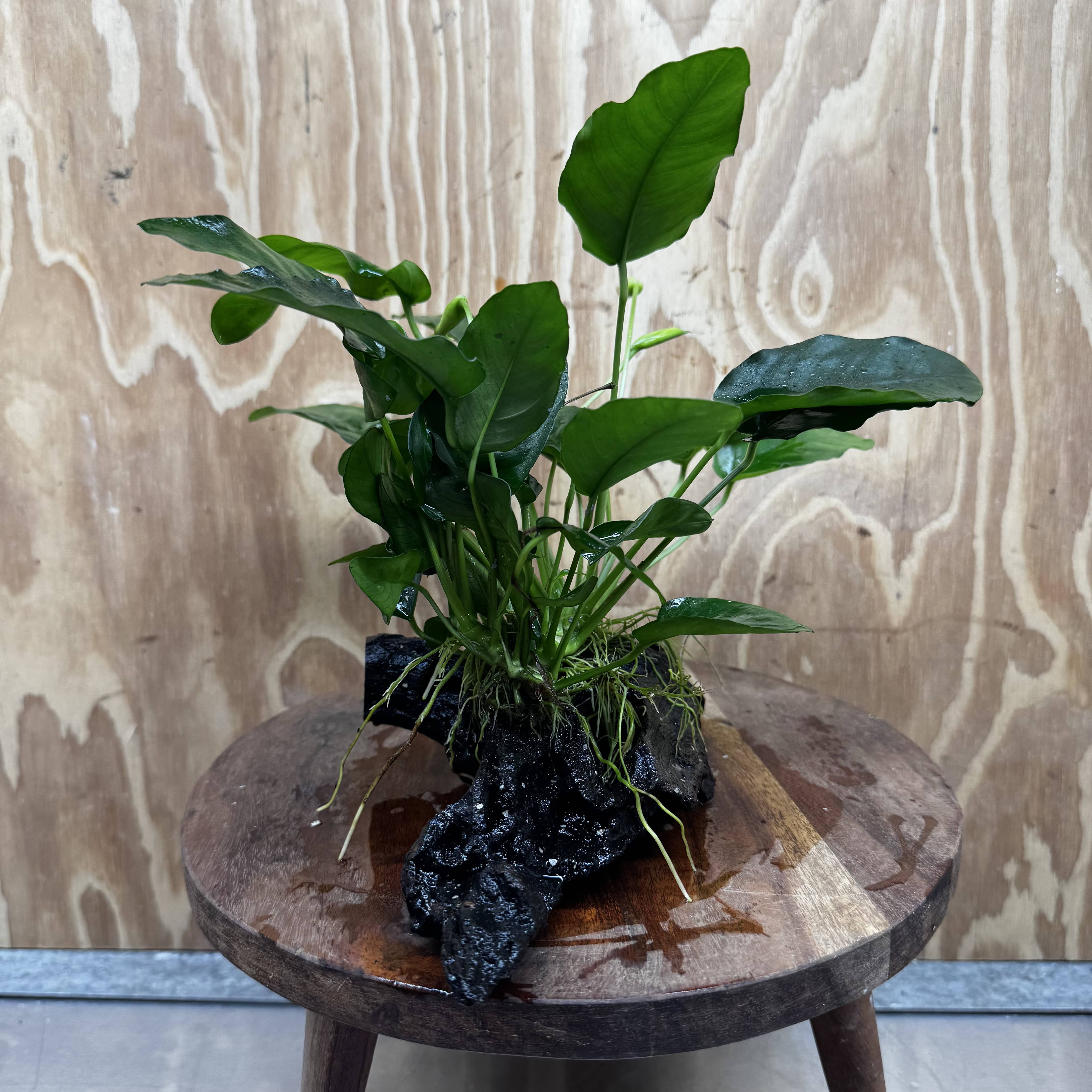 Pisces Enterprises One Only Anubias ‘Nana' on Medium Driftwood Creation - One Only - Fancy Anubias Nana on Medium Driftwood - ONE ONLY - Scapeshop Australia
