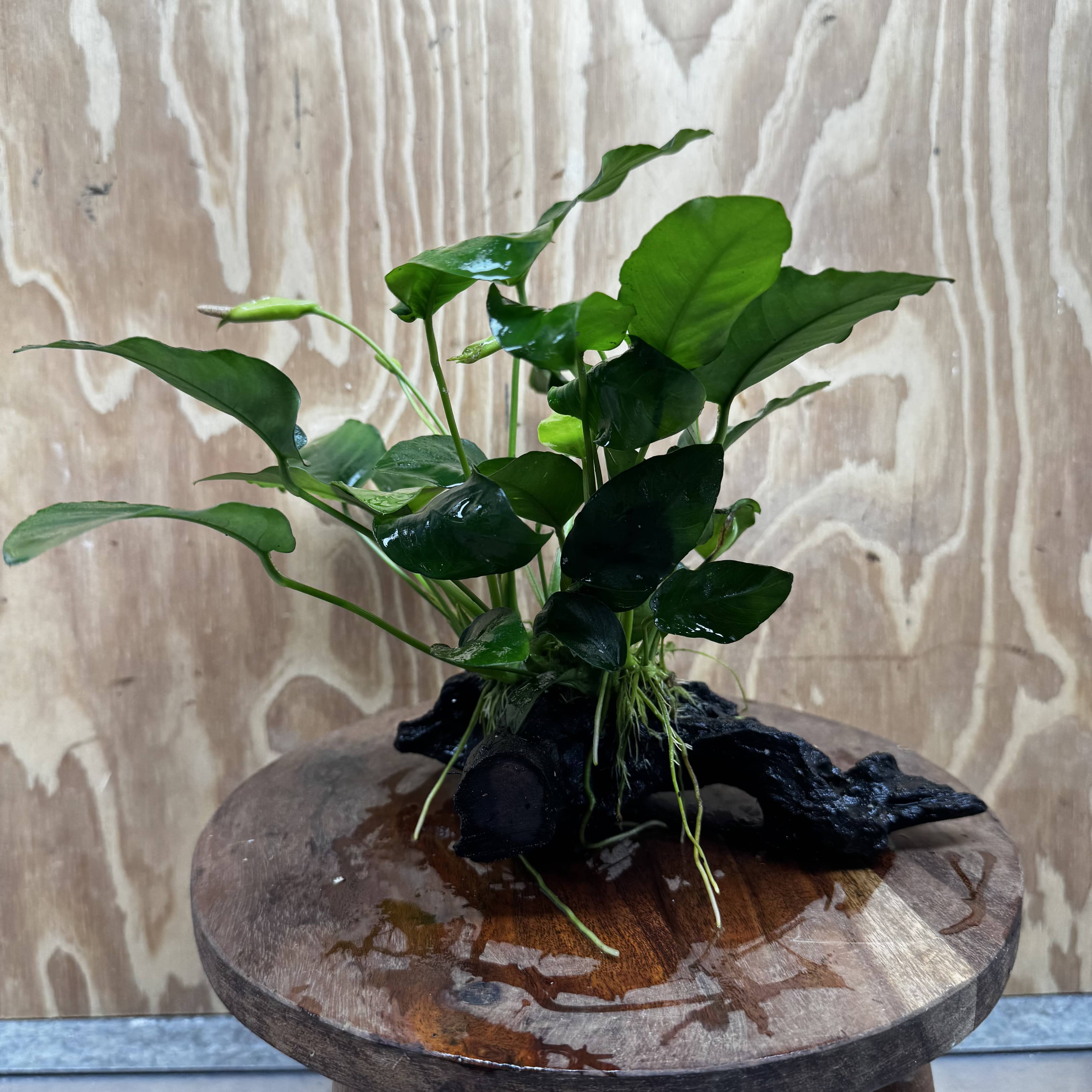 Pisces Enterprises One Only Anubias ‘Nana' on Medium Driftwood Creation - One Only - Fancy Anubias Nana on Medium Driftwood - ONE ONLY - Scapeshop Australia