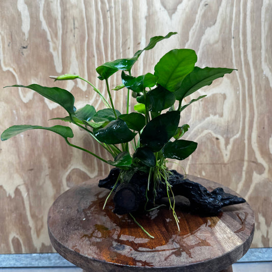 Pisces Enterprises One Only Anubias ‘Nana' on Medium Driftwood Creation - One Only - Fancy Anubias Nana on Medium Driftwood - ONE ONLY - Scapeshop Australia