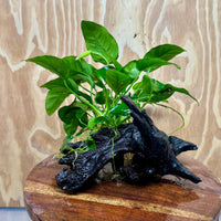 Pisces Enterprises One Only Anubias 'Nana' on Medium Driftwood Creation - One Only - Graceful Anubias Old Type Afzelli on Medium Driftwood - ONE ONLY - Scapeshop