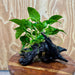 Pisces Enterprises One Only Anubias 'Nana' on Medium Driftwood Creation - One Only - Graceful Anubias Old Type Afzelli on Medium Driftwood - ONE ONLY - Scapeshop