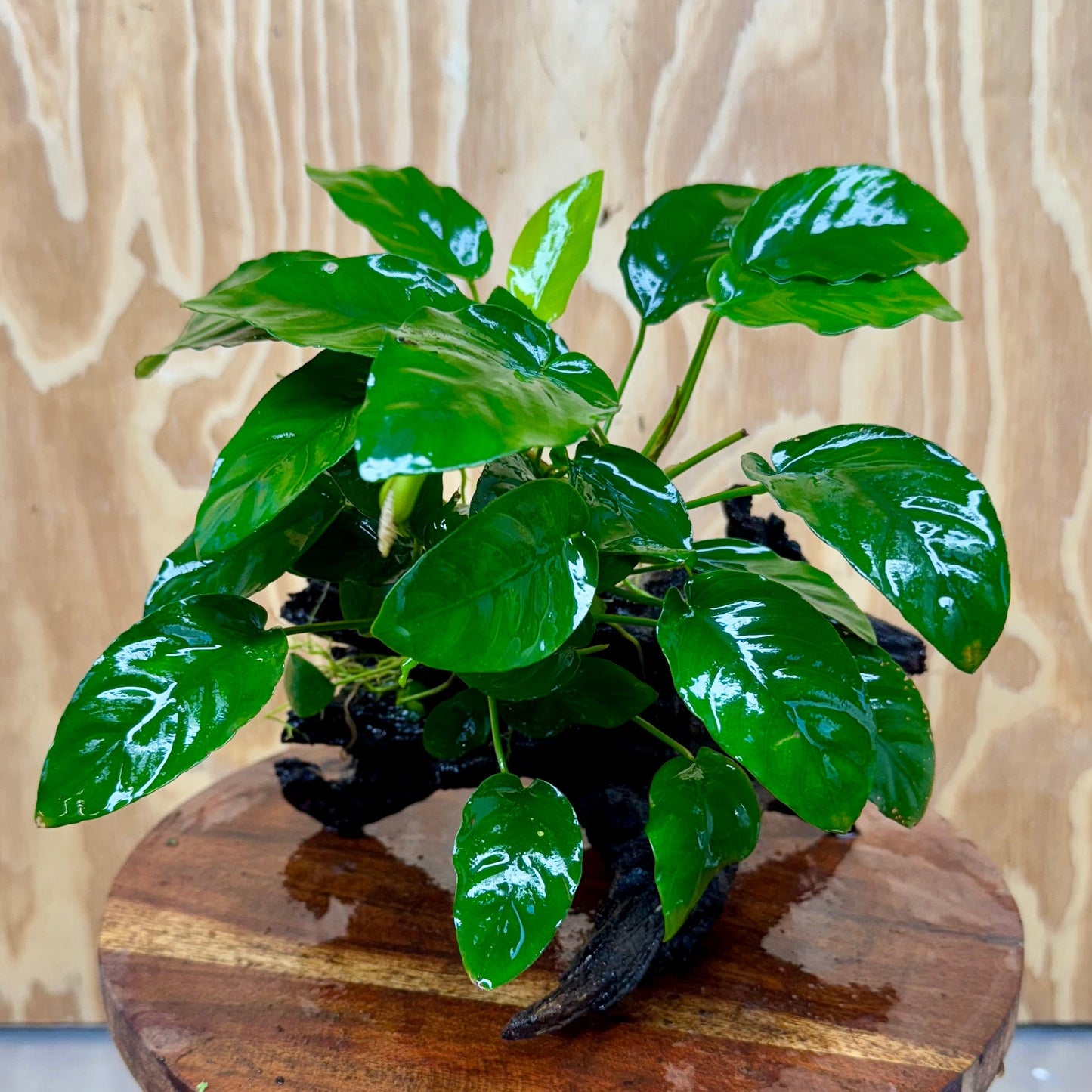 Pisces Enterprises One Only Anubias 'Nana' on Medium Driftwood Creation - One Only - Graceful Anubias Old Type Afzelli on Medium Driftwood - ONE ONLY - Scapeshop