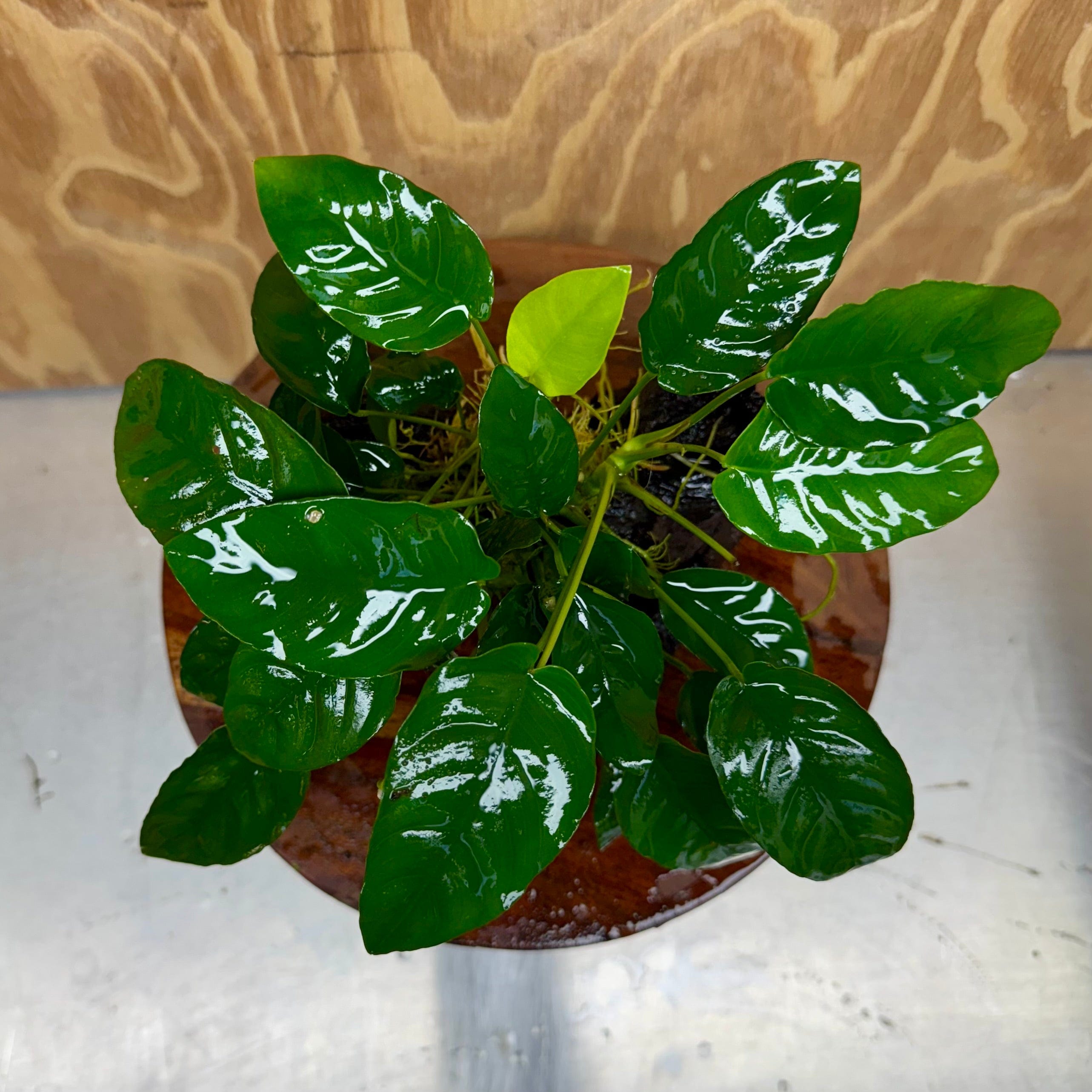 Pisces Enterprises One Only Anubias 'Nana' on Medium Driftwood Creation - One Only - Graceful Anubias Old Type Afzelli on Medium Driftwood - ONE ONLY - Scapeshop