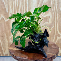 Pisces Enterprises One Only Anubias 'Nana' on Medium Driftwood Creation - One Only - Graceful Anubias Old Type Afzelli on Medium Driftwood - ONE ONLY - Scapeshop