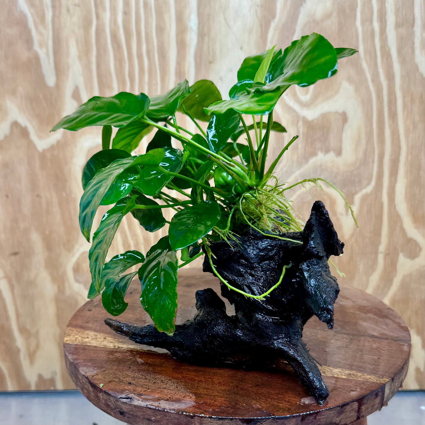 Pisces Enterprises One Only Anubias 'Nana' on Medium Driftwood Creation - One Only - Graceful Anubias Old Type Afzelli on Medium Driftwood - ONE ONLY - Scapeshop