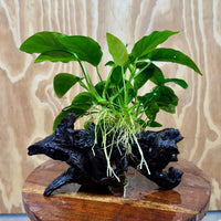 Pisces Enterprises One Only Anubias 'Nana' on Medium Driftwood Creation - One Only - Graceful Anubias Old Type Afzelli on Medium Driftwood - ONE ONLY - Scapeshop