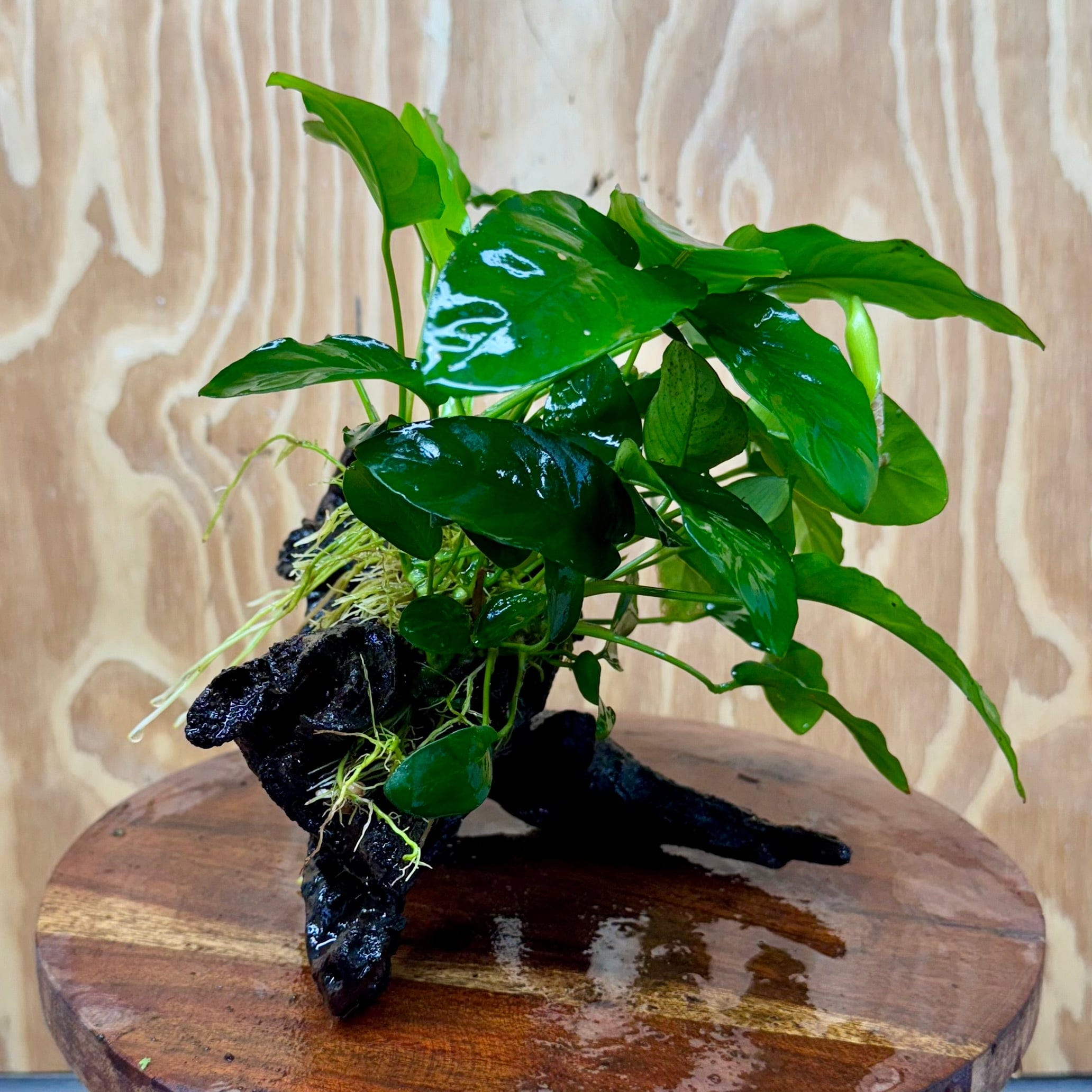 Pisces Enterprises One Only Anubias 'Nana' on Medium Driftwood Creation - One Only - Graceful Anubias Old Type Afzelli on Medium Driftwood - ONE ONLY - Scapeshop