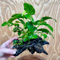 Pisces Enterprises One Only Anubias 'Nana' on Medium Driftwood Creation - One Only - Graceful Anubias Old Type Afzelli on Medium Driftwood - ONE ONLY - Scapeshop