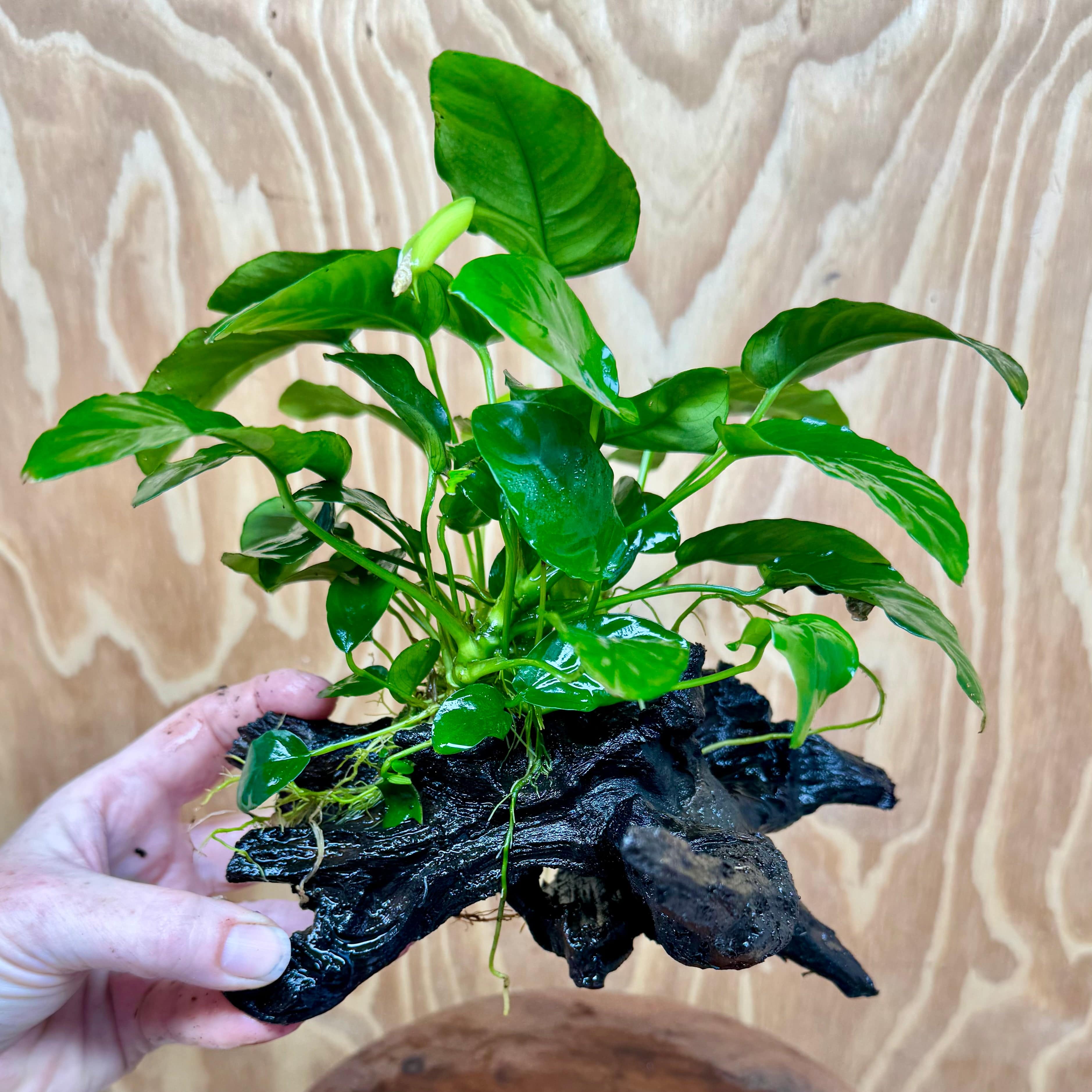 Pisces Enterprises One Only Anubias 'Nana' on Medium Driftwood Creation - One Only - Graceful Anubias Old Type Afzelli on Medium Driftwood - ONE ONLY - Scapeshop