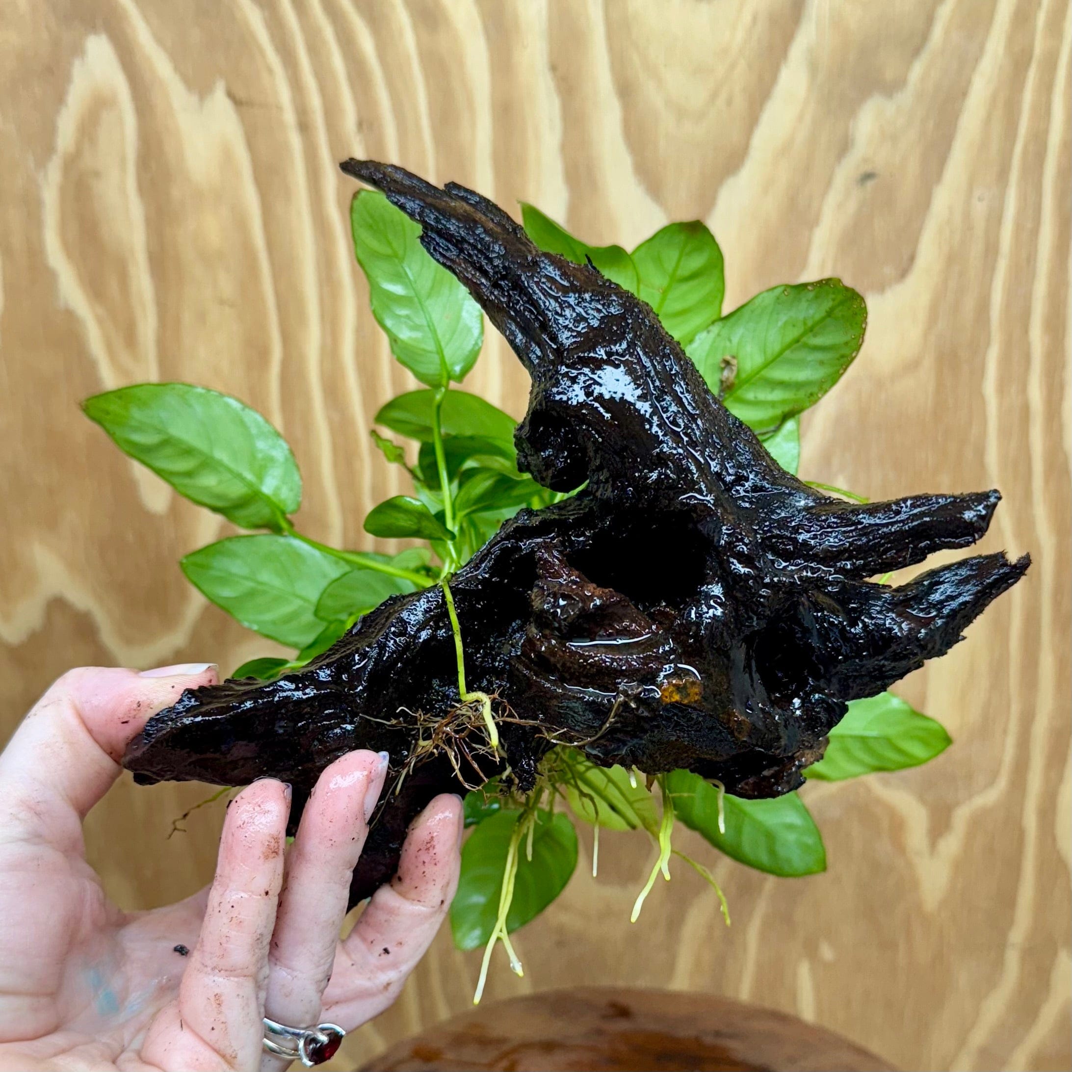 Pisces Enterprises One Only Anubias 'Nana' on Medium Driftwood Creation - One Only - Graceful Anubias Old Type Afzelli on Medium Driftwood - ONE ONLY - Scapeshop