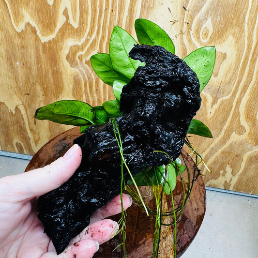 Pisces Enterprises One Only Anubias 'Nana' on Medium Driftwood Creation - One Only - Graceful Anubias Nana on Medium Driftwood - ONE ONLY - Scapeshop