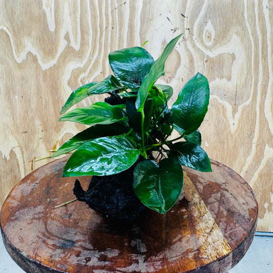 Pisces Enterprises One Only Anubias 'Nana' on Medium Driftwood Creation - One Only - Graceful Anubias Nana on Medium Driftwood - ONE ONLY - Scapeshop