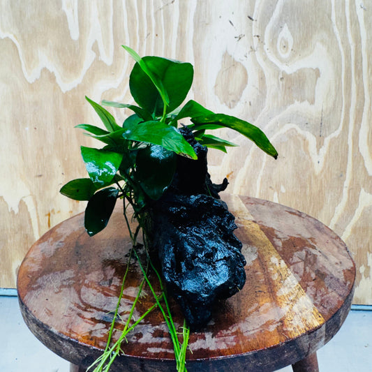 Pisces Enterprises One Only Anubias 'Nana' on Medium Driftwood Creation - One Only - Graceful Anubias Nana on Medium Driftwood - ONE ONLY - Scapeshop