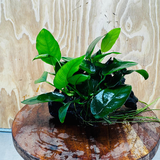 Pisces Enterprises One Only Anubias 'Nana' on Medium Driftwood Creation - One Only - Graceful Anubias Nana on Medium Driftwood - ONE ONLY - Scapeshop