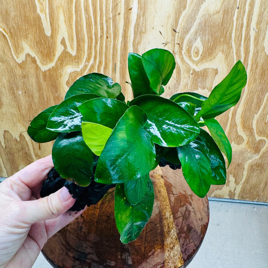 Pisces Enterprises One Only Anubias 'Nana' on Medium Driftwood Creation - One Only - Graceful Anubias Nana on Medium Driftwood - ONE ONLY - Scapeshop