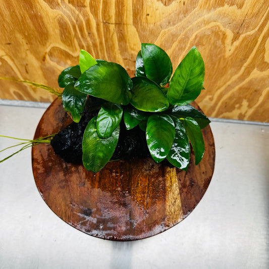 Pisces Enterprises One Only Anubias 'Nana' on Medium Driftwood Creation - One Only - Graceful Anubias Nana on Medium Driftwood - ONE ONLY - Scapeshop