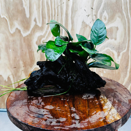 Pisces Enterprises One Only Anubias 'Nana' on Medium Driftwood Creation - One Only - Graceful Anubias Nana on Medium Driftwood - ONE ONLY - Scapeshop