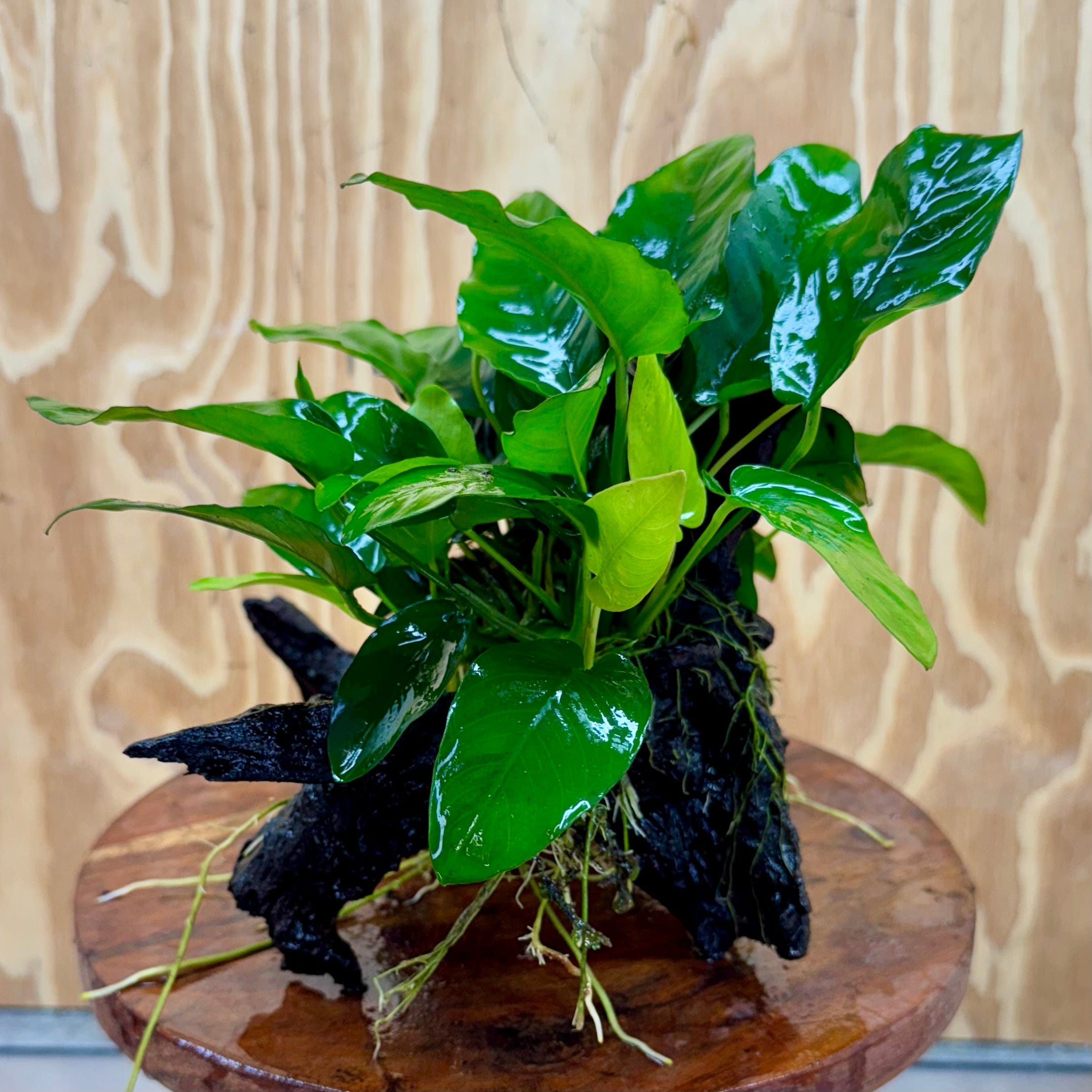 Pisces Enterprises One Only Anubias ‘Nana' on Medium Driftwood Creation - One Only - Graceful Anubias Barteri on Medium Driftwood - ONE ONLY - Scapeshop Aquarium