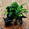 Pisces Enterprises One Only Anubias ‘Nana' on Medium Driftwood Creation - One Only - Graceful Anubias Barteri on Medium Driftwood - ONE ONLY - Scapeshop Aquarium