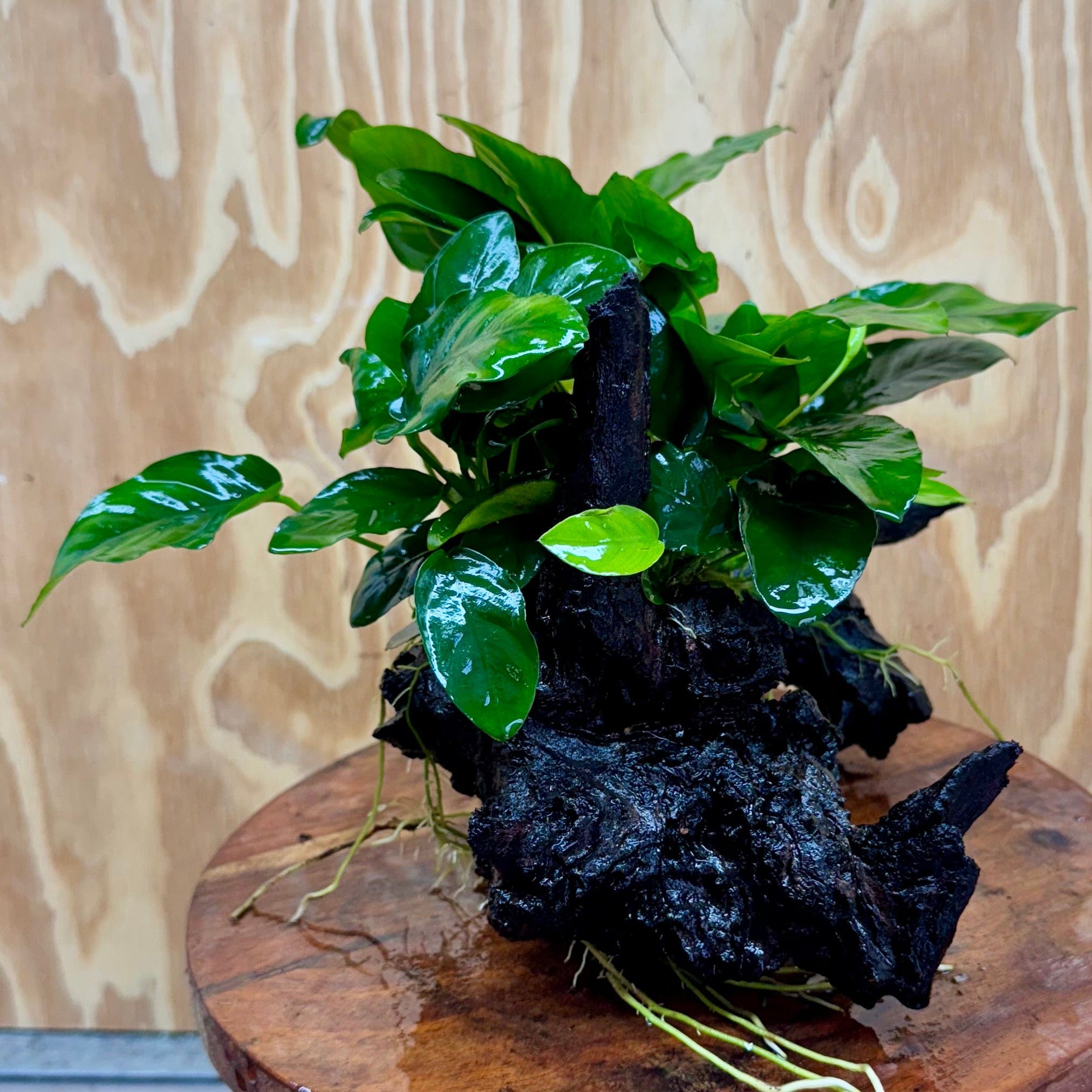 Pisces Enterprises One Only Anubias ‘Nana' on Medium Driftwood Creation - One Only - Graceful Anubias Barteri on Medium Driftwood - ONE ONLY - Scapeshop Aquarium