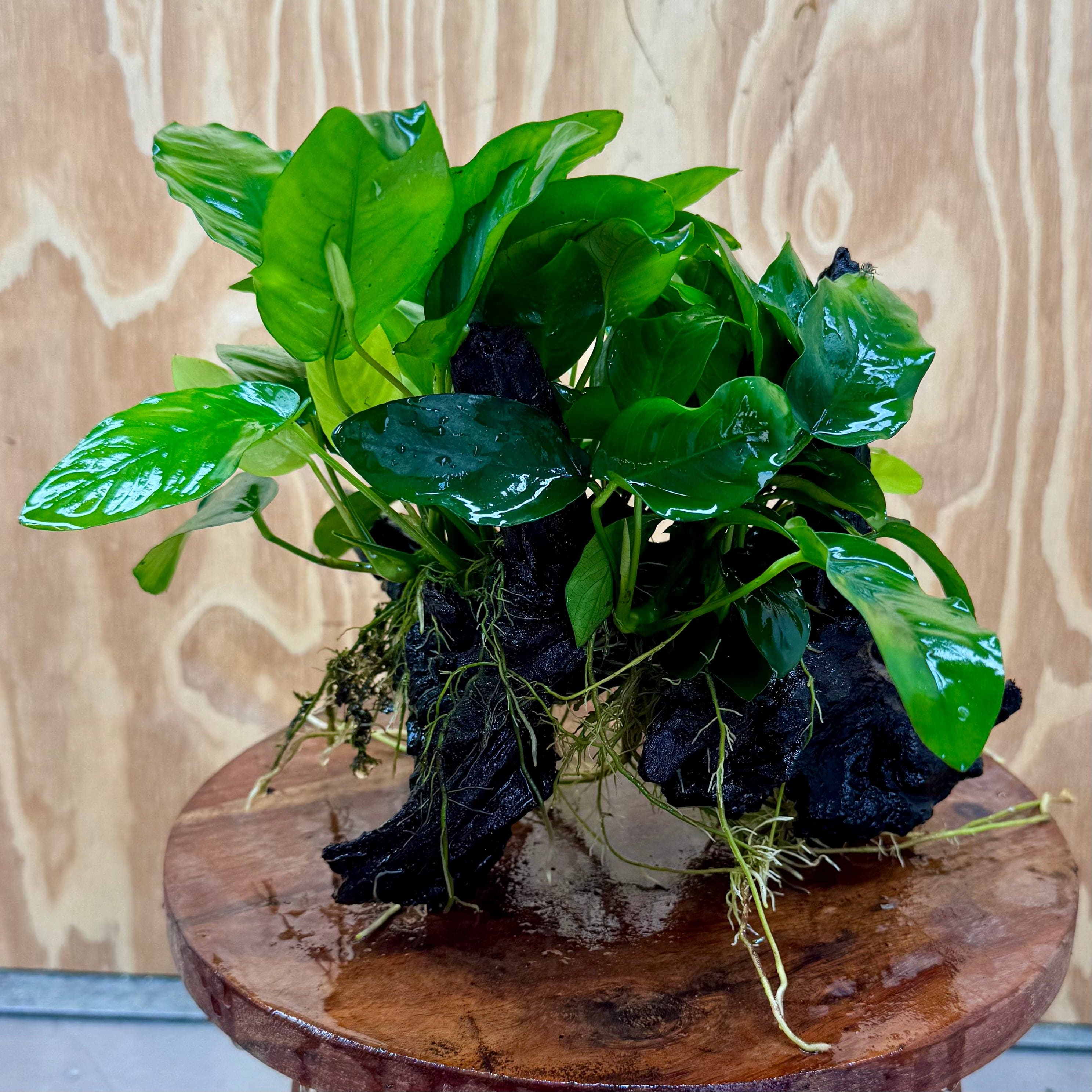 Pisces Enterprises One Only Anubias ‘Nana' on Medium Driftwood Creation - One Only - Graceful Anubias Barteri on Medium Driftwood - ONE ONLY - Scapeshop Aquarium