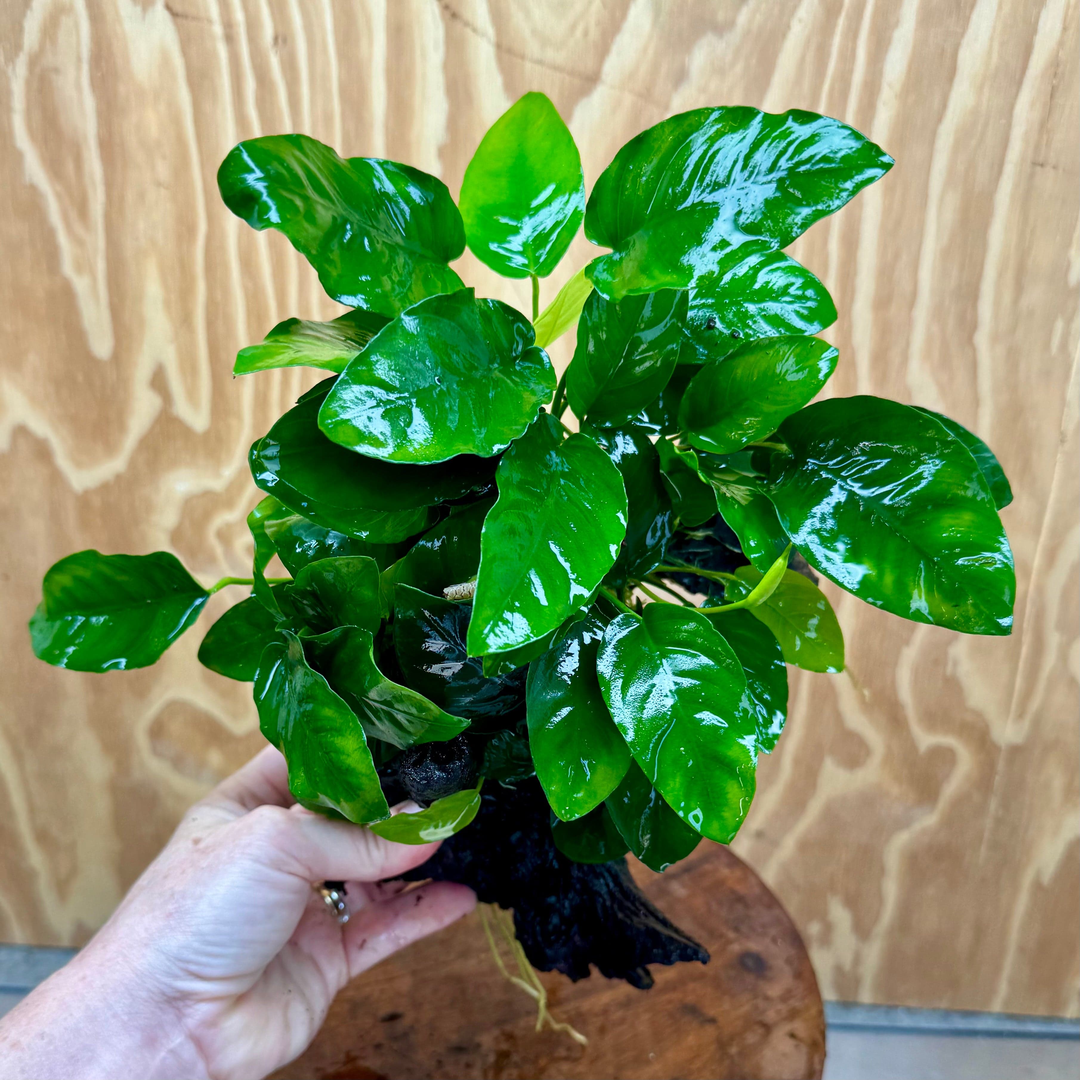 Pisces Enterprises One Only Anubias ‘Nana' on Medium Driftwood Creation - One Only - Graceful Anubias Barteri on Medium Driftwood - ONE ONLY - Scapeshop Aquarium