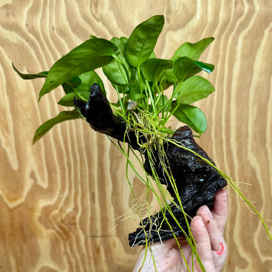 Pisces Enterprises One Only Anubias ‘Nana' on Medium Driftwood Creation - One Only - Joyful Anubias Nana on Medium Driftwood - ONE ONLY - Scapeshop Aquarium Plants